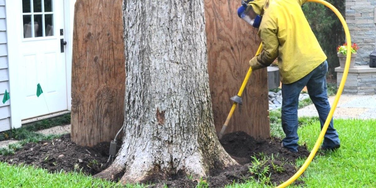 Evergreen tree root zone and soil health care in Seattle