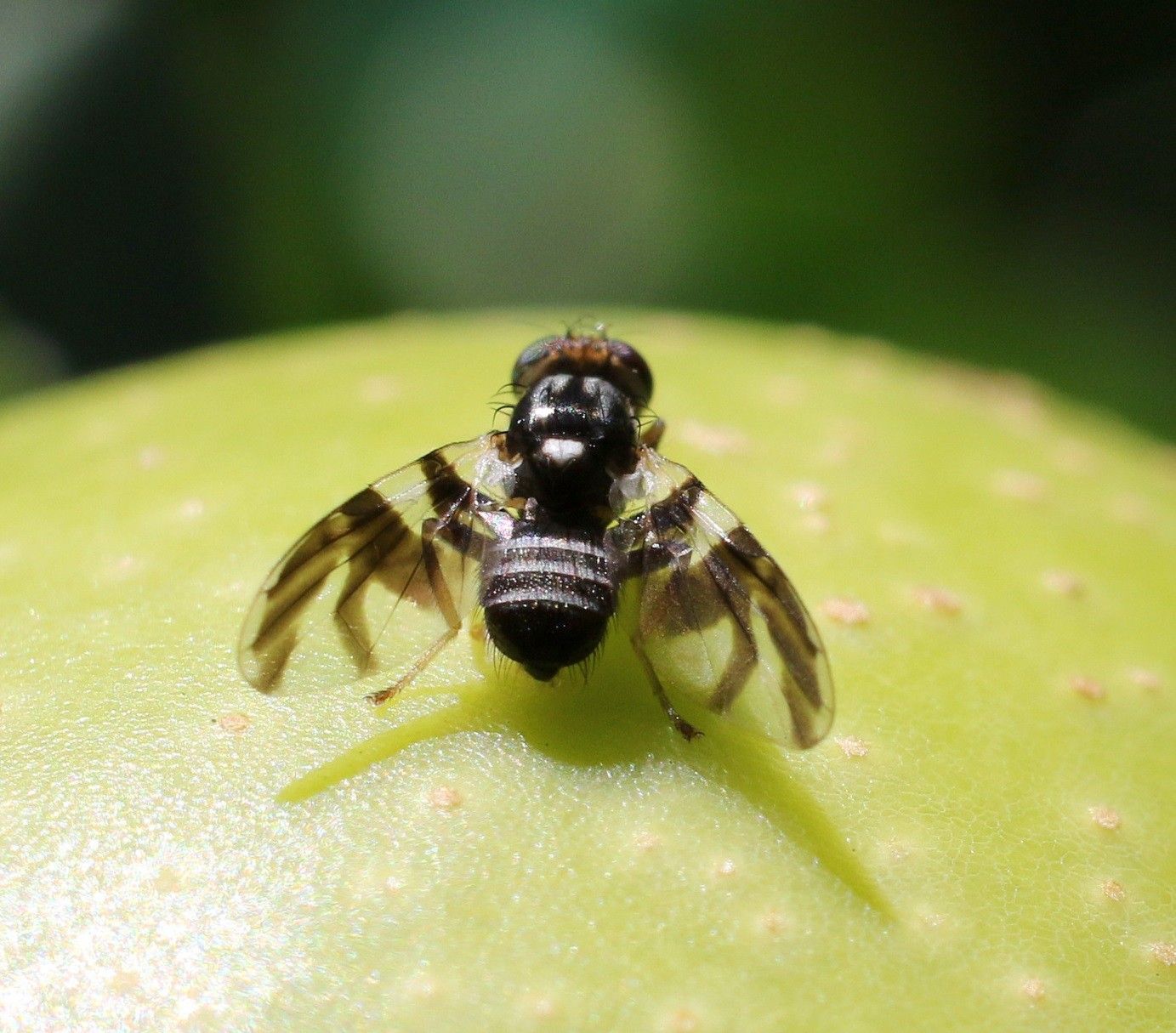 Apple Maggot damage in apple fruit