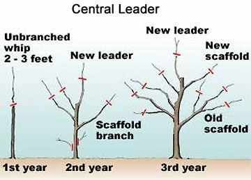 Central Leader Pruning Method Graphic