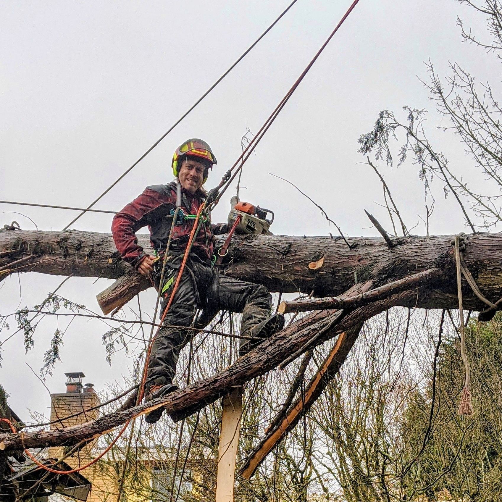 arborist emergency tree removal at Mercer Island