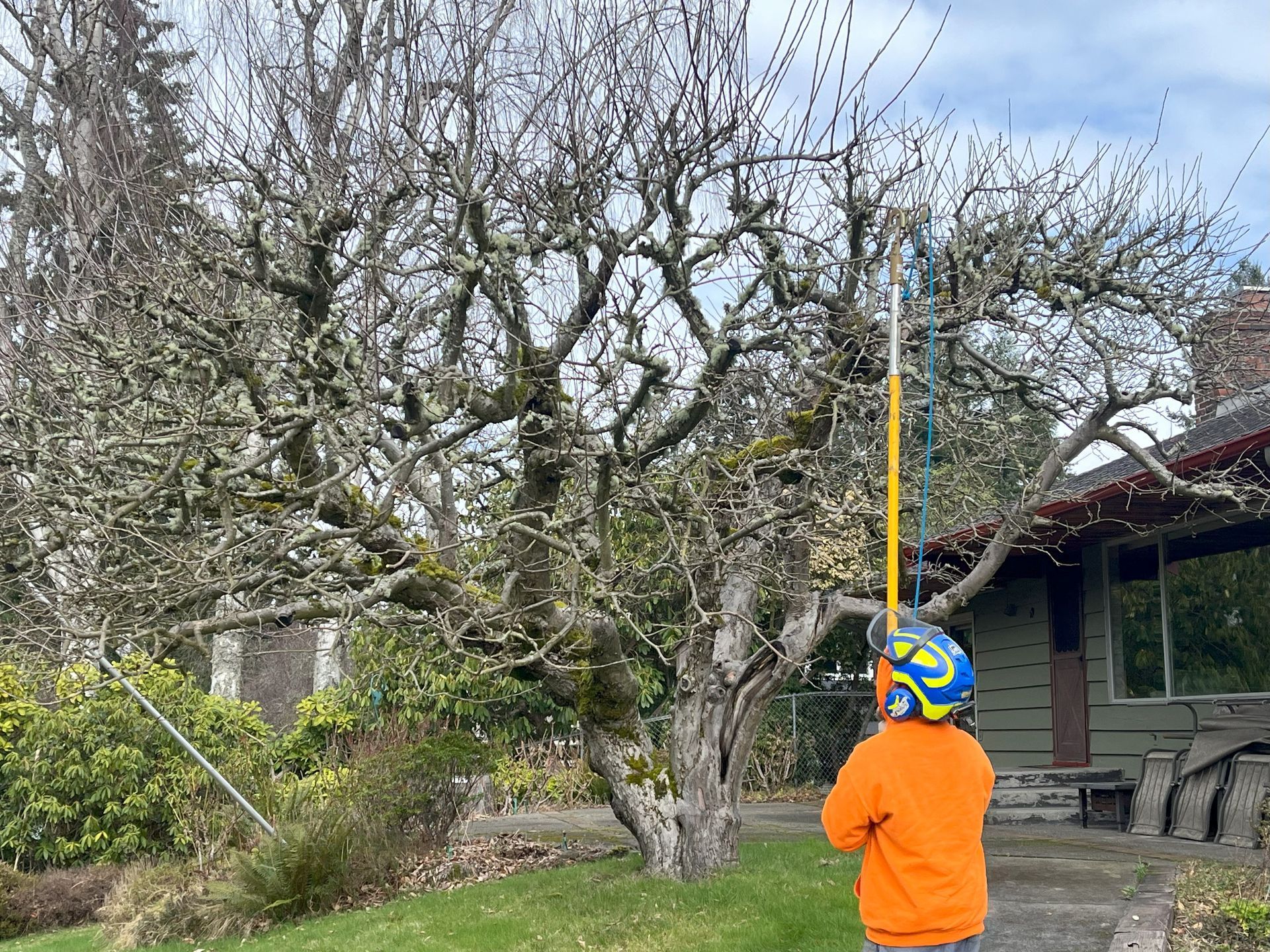 Arborist pruning fruit tree at Mercer Island