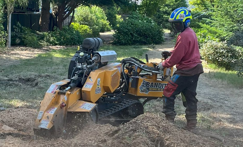 Seattle stump grinding service removing a large tree stump