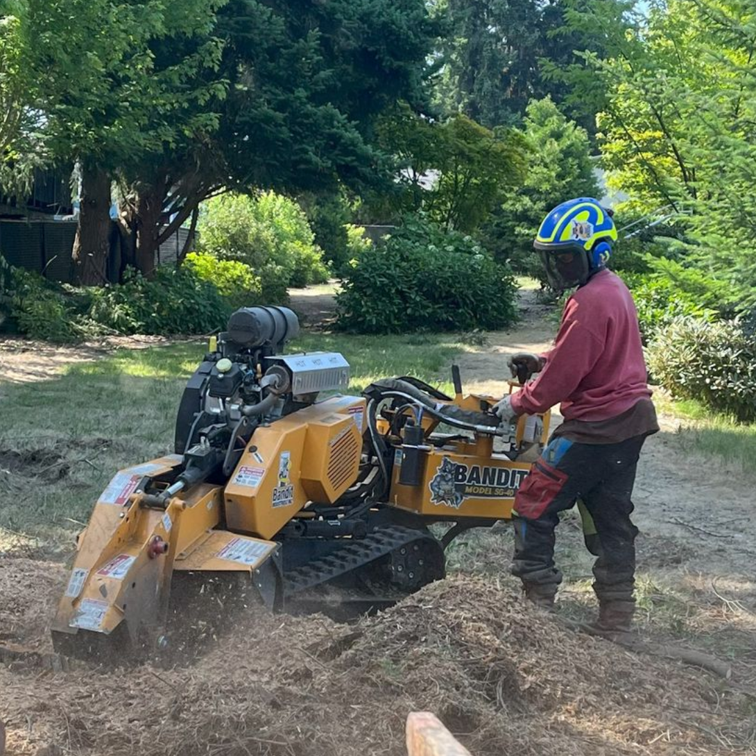 Stump  removal by certified arborist