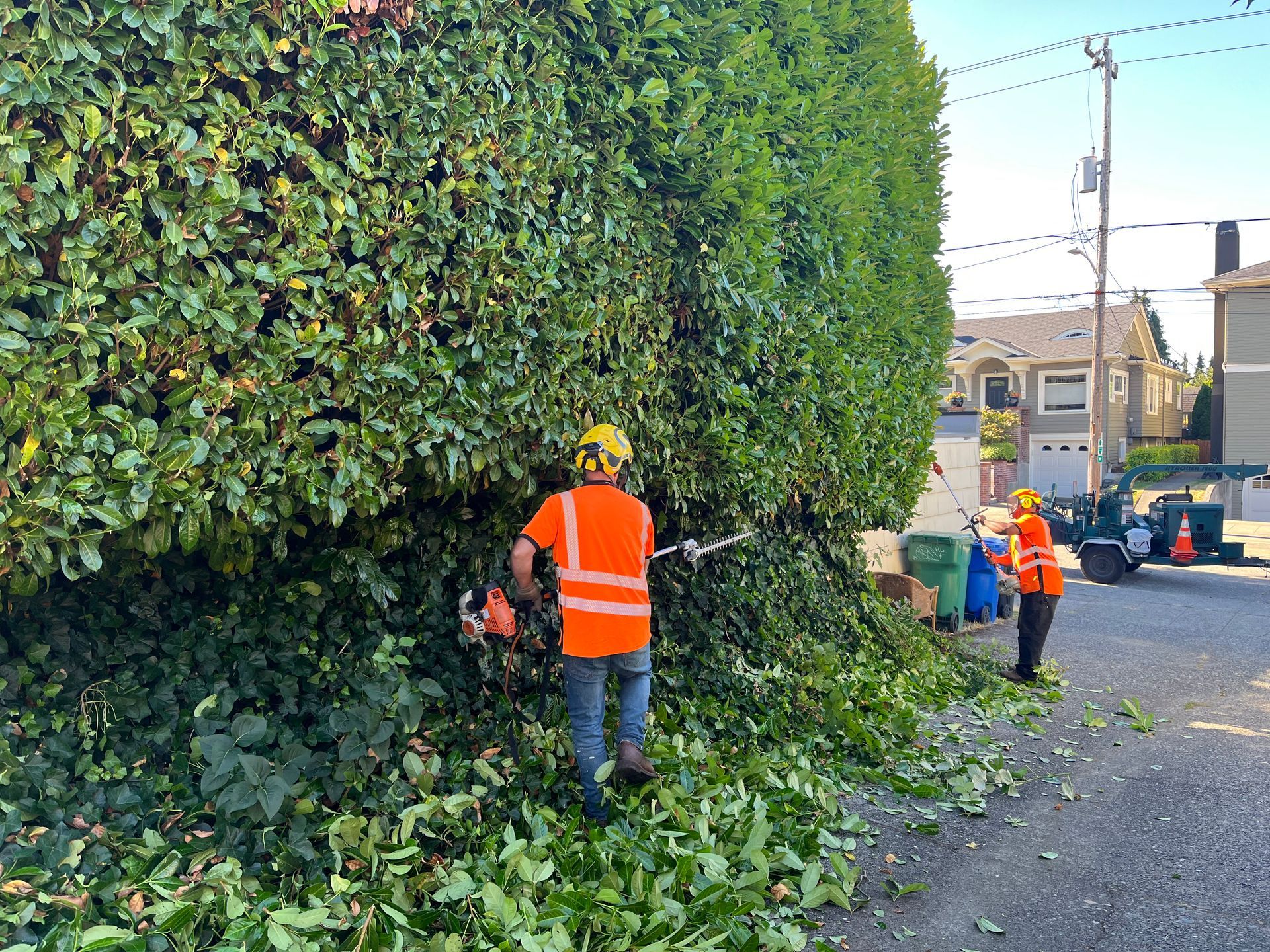 Mercer Island Hedge trimming