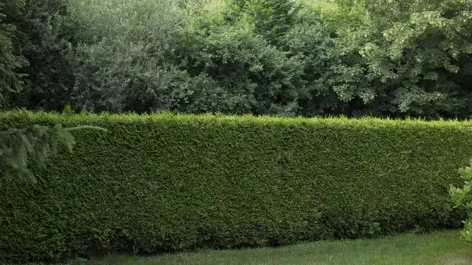 hedges, hedge trimming, hedge maintenance, pruning hedges, sound tree care, seattle wa