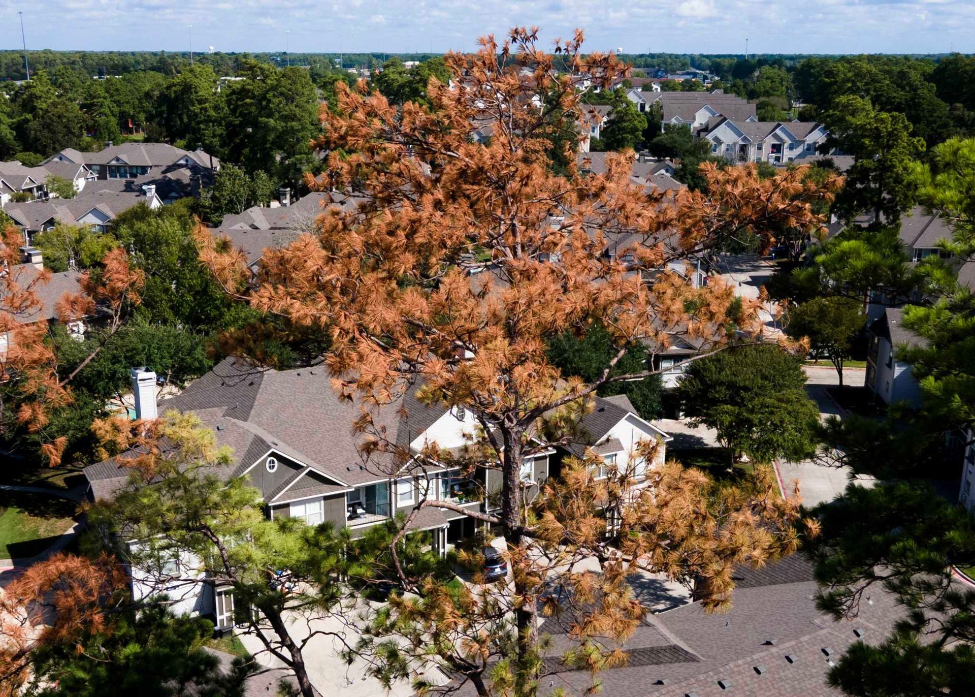Evergreen trees during summer drought stress in the Pacific Northwest