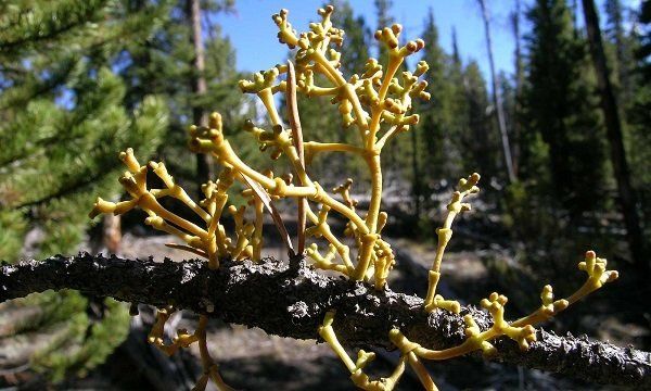 dwarf mistletoe infection, common tree diseases of seattle wa, sound tree care