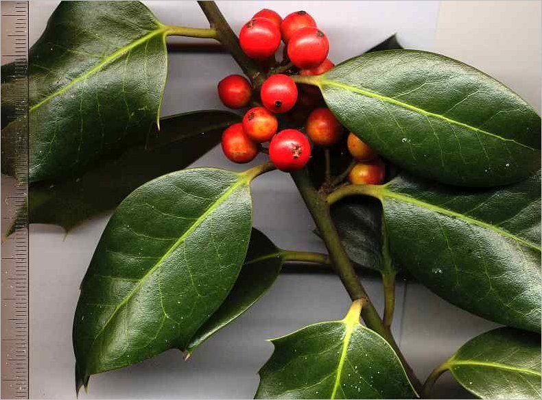English Holly leaves and red berries used for identification