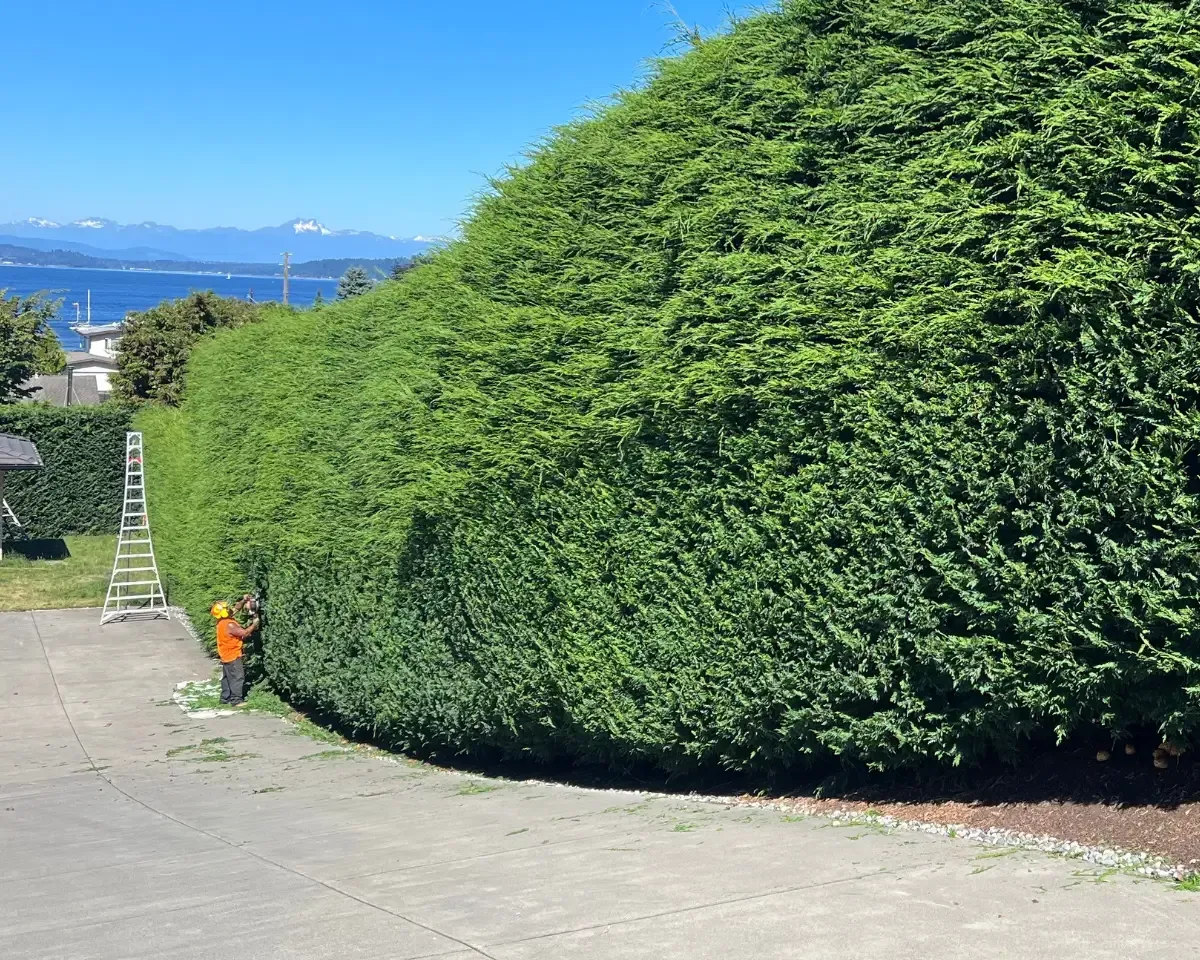 a man is standing next to a large hedge in a parking lot .