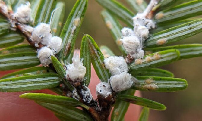 Hemlock Woolly Adelgid white cottony masses on hemlock branch