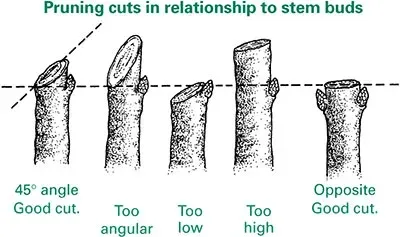 Pruning cuts in relationship to stem buds