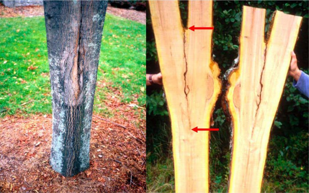 Picture of included bark