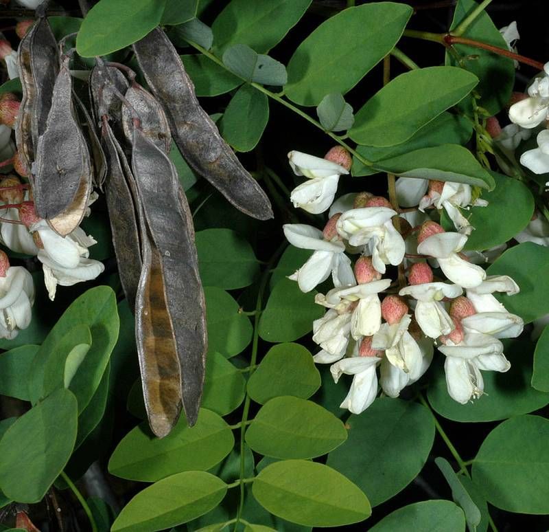 Black Locust flowers and compound leaves used for identification
