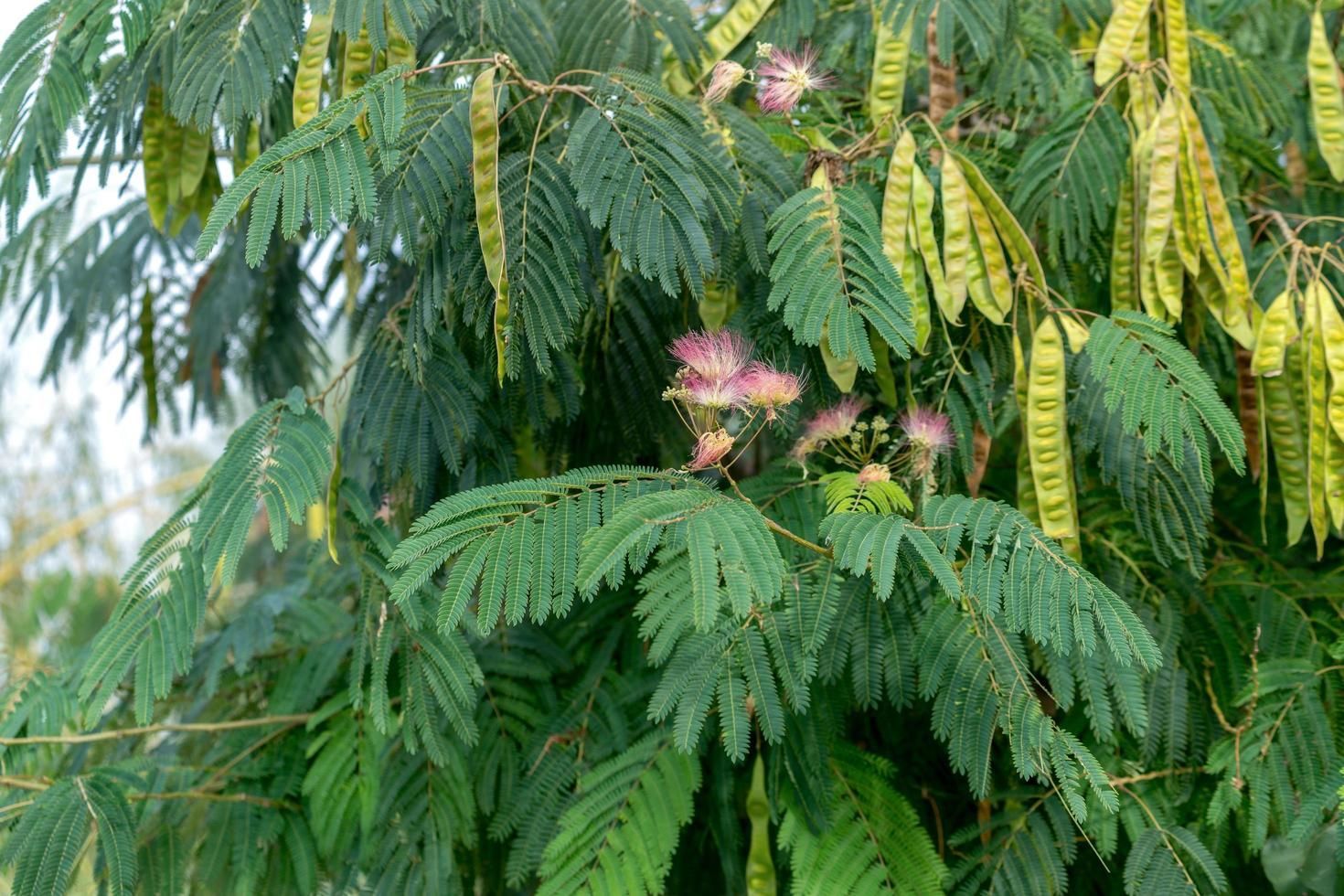 Mimosa Tree pink flowers and fern-like leaves used for identification