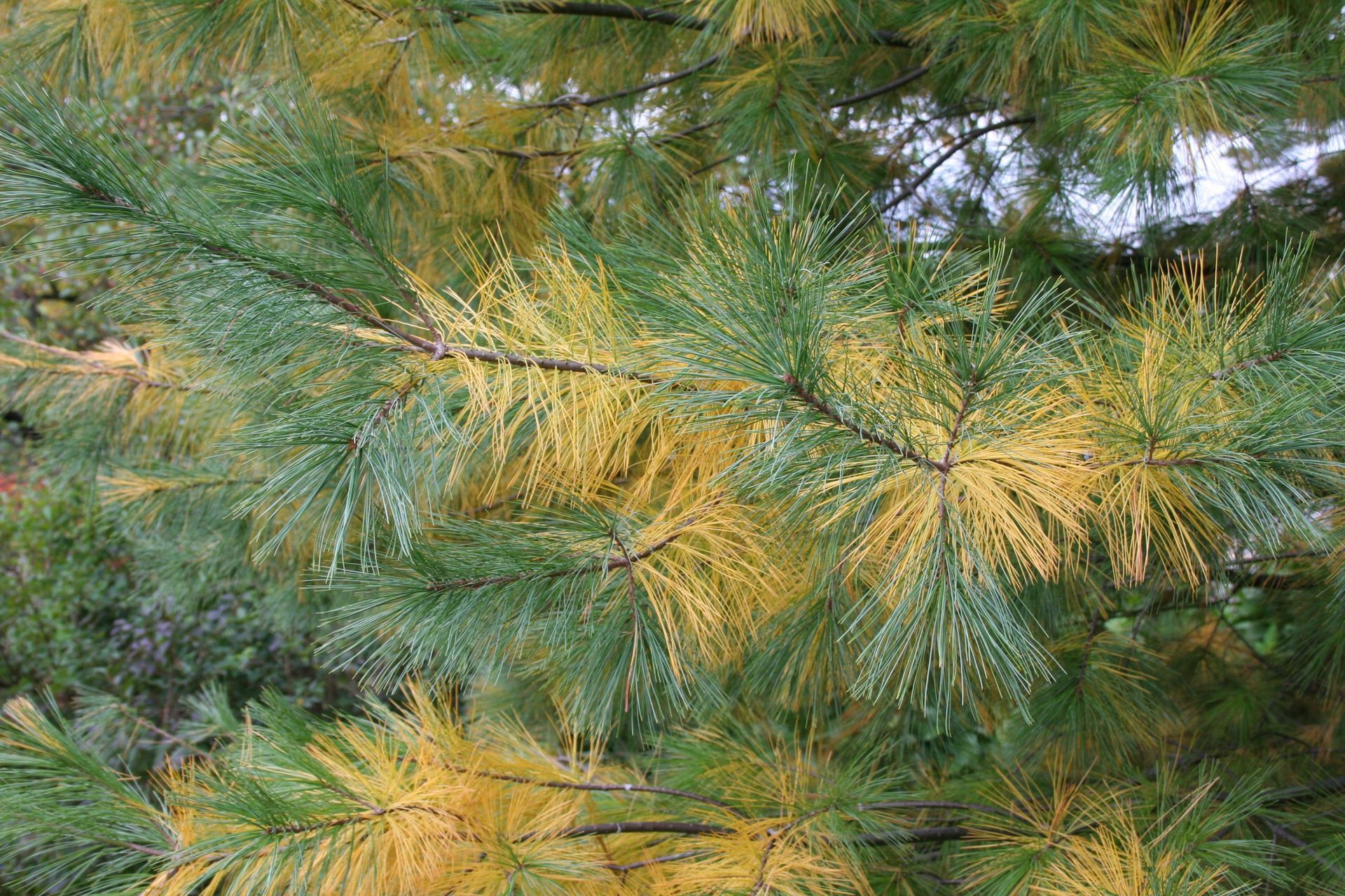 flagginf pine needles