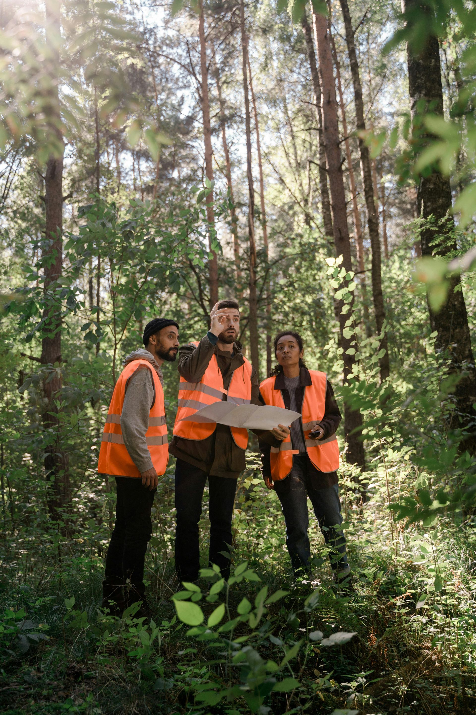 arborists perform survey