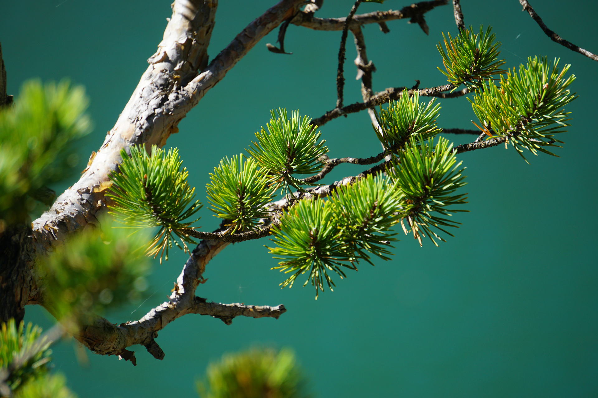 Green pine needles on a tree branch against a blurred blue sky