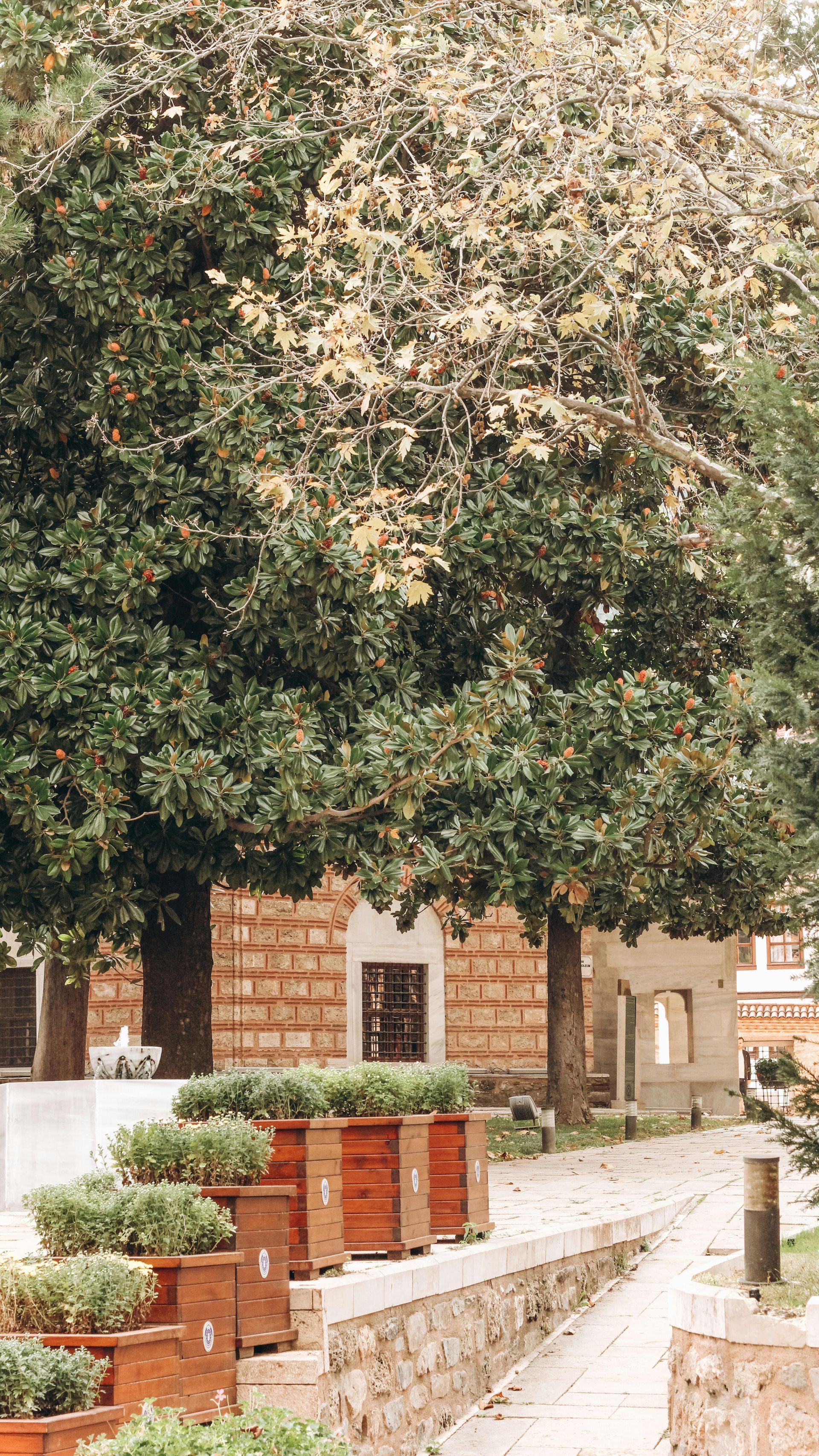 street trees