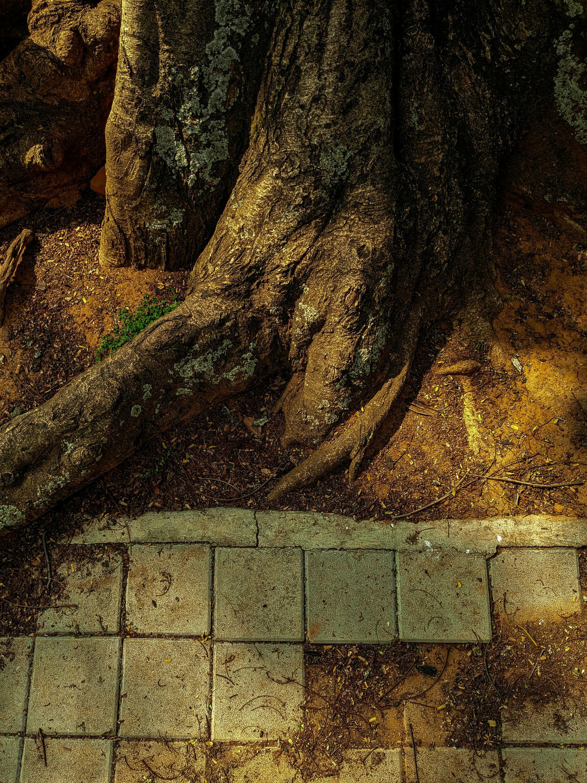 Close-up of tree roots over stone paving in earthy brown and green tones