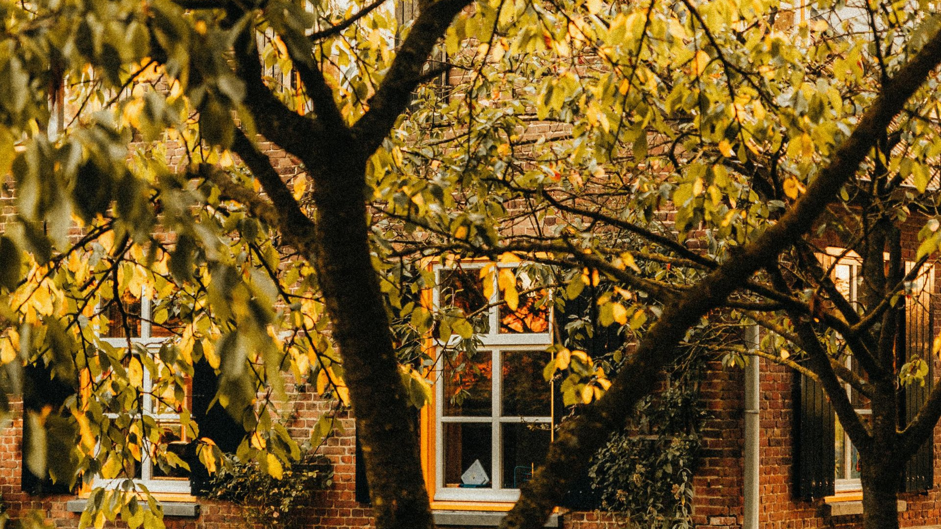 Golden-leaved tree in front of a brick house and hedge in autumn.