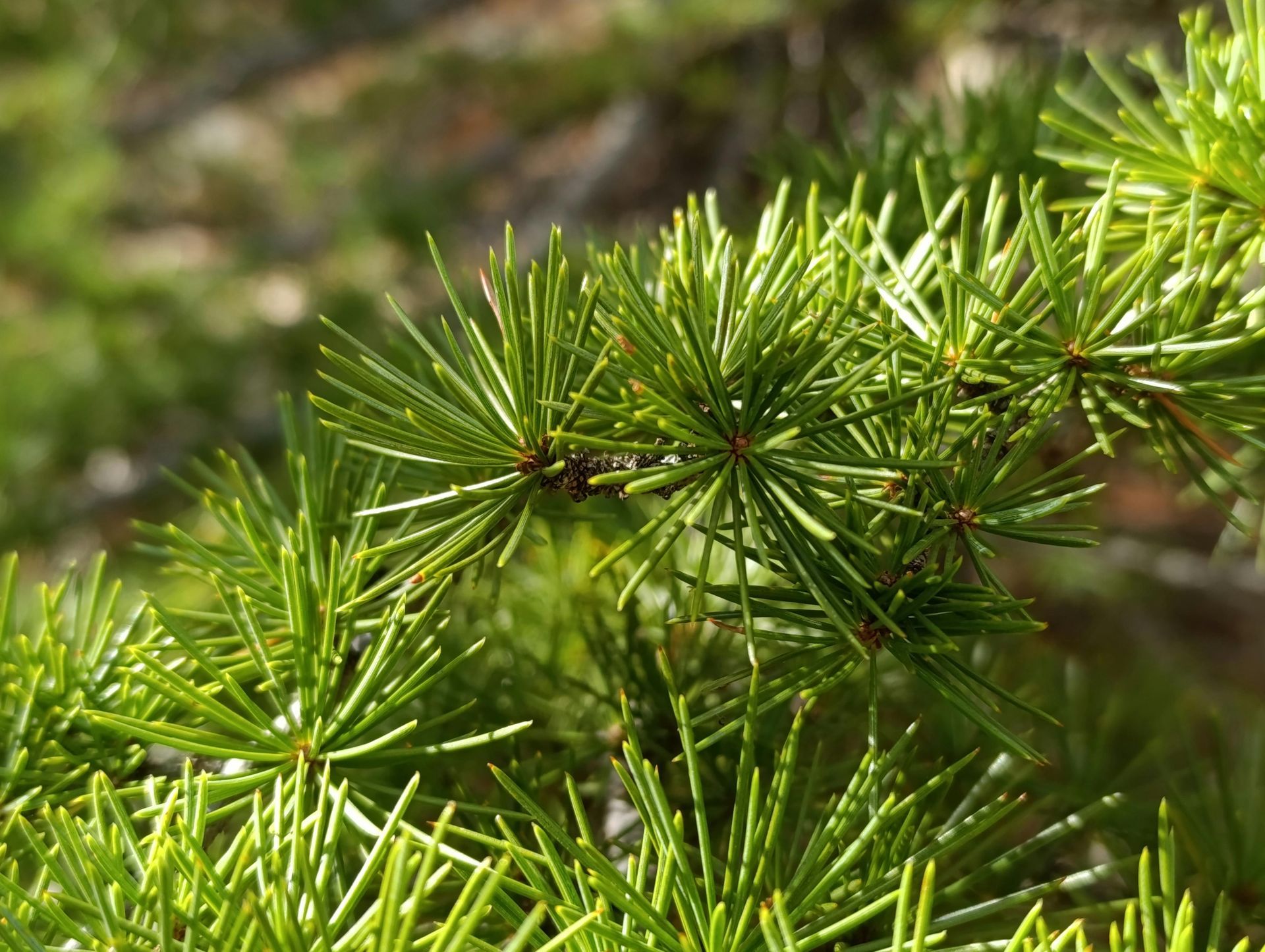 Evergreen tree growth and spring inspection in Seattle