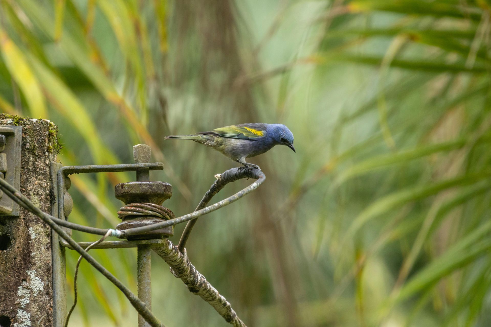 Blue bird perched on a branch beside a feeder in a green, leafy garden