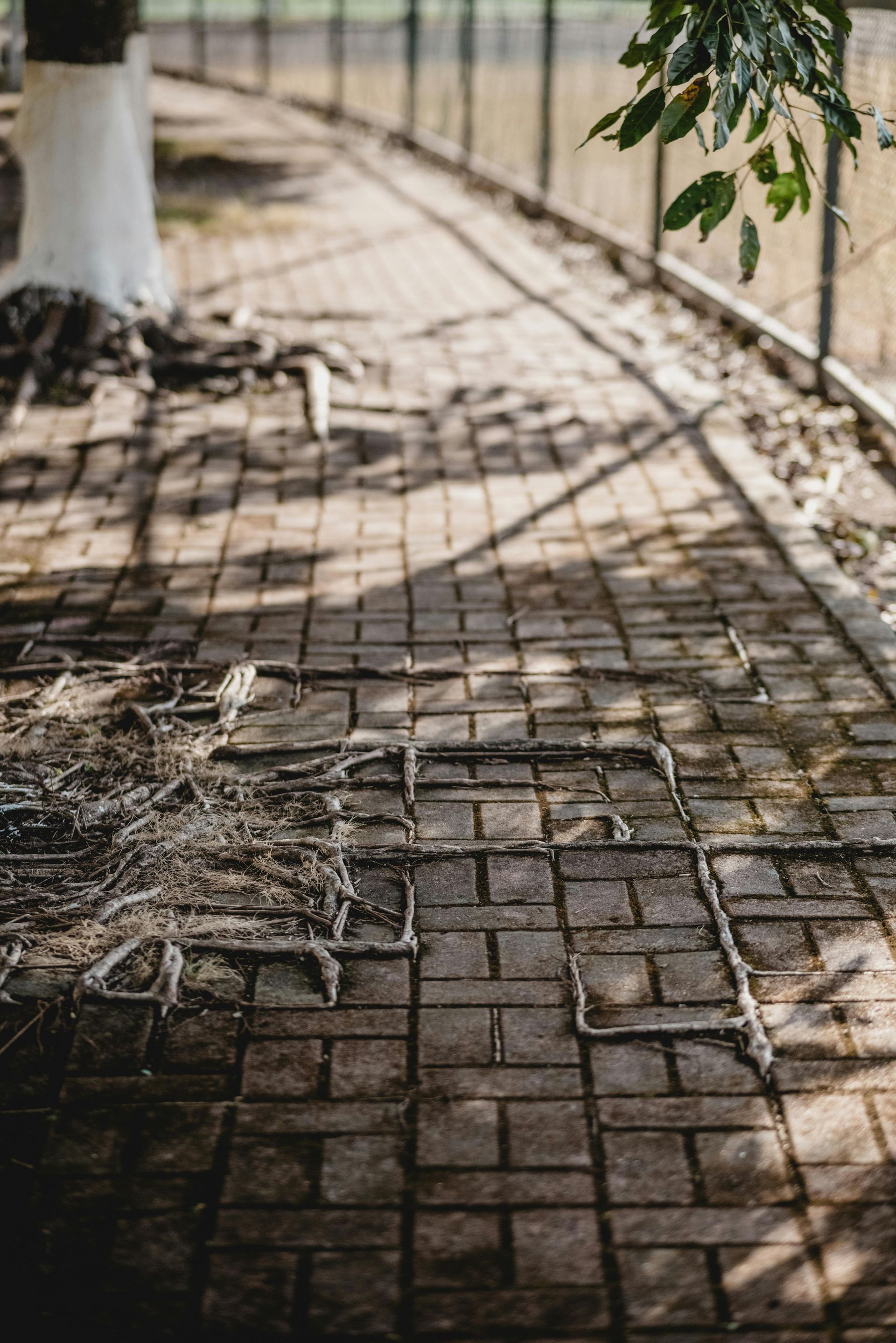 Shaded brick walkway curving beside a fence, with sunlight and tree shadows across the path.