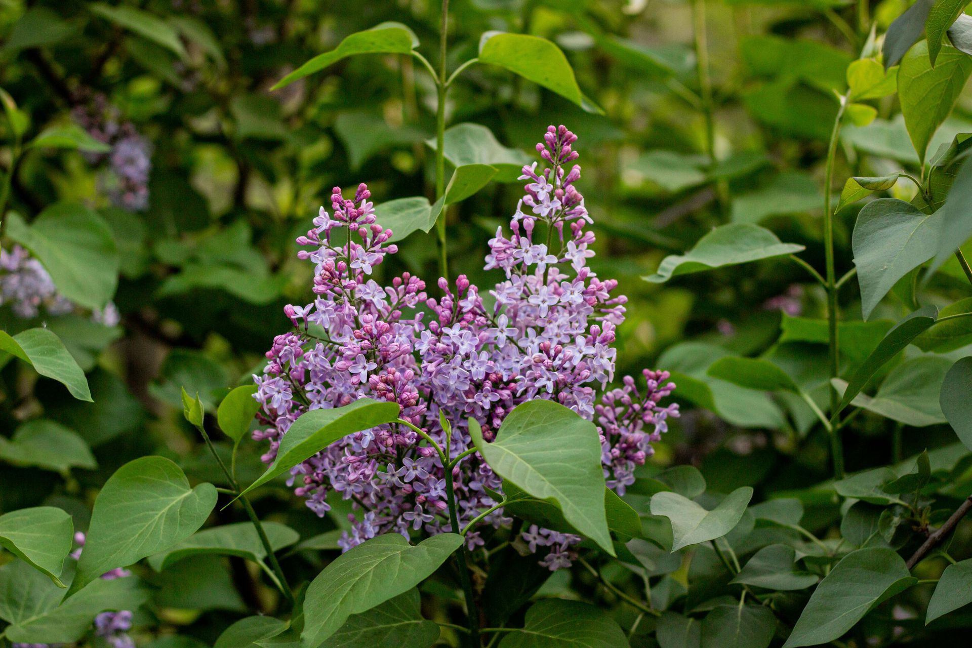 Cluster of purple lilac flowers among green leaves in a garden