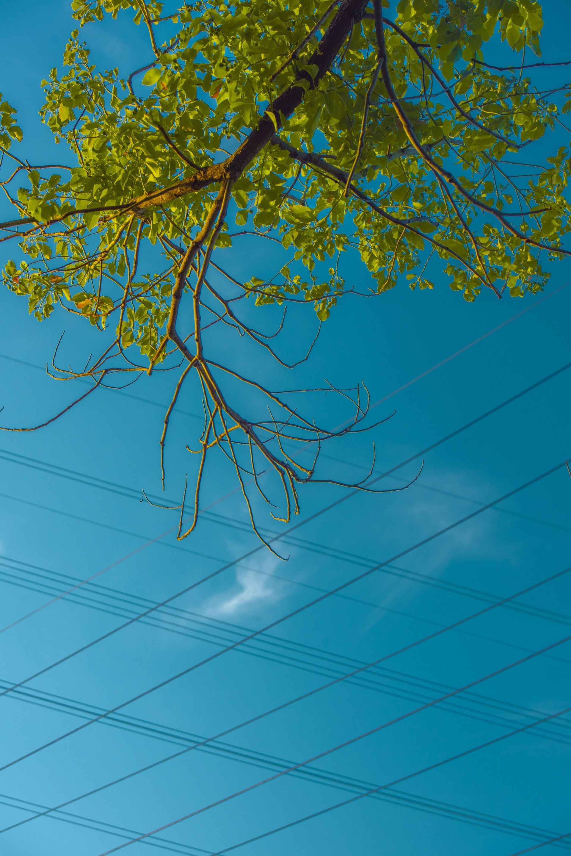 Tree branches growing near overhead power lines requiring utility clearance pruning