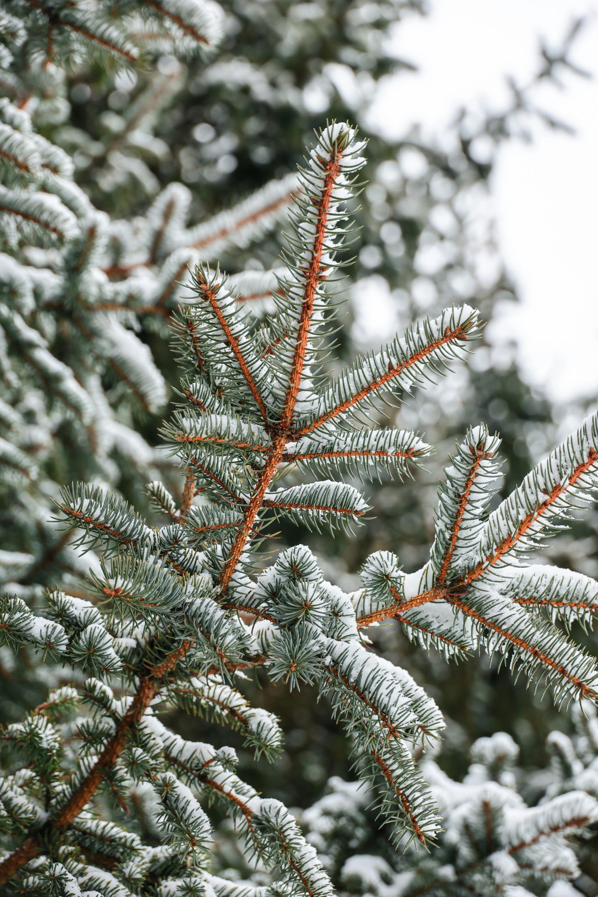 Evergreen tree preparation before Seattle winter storms