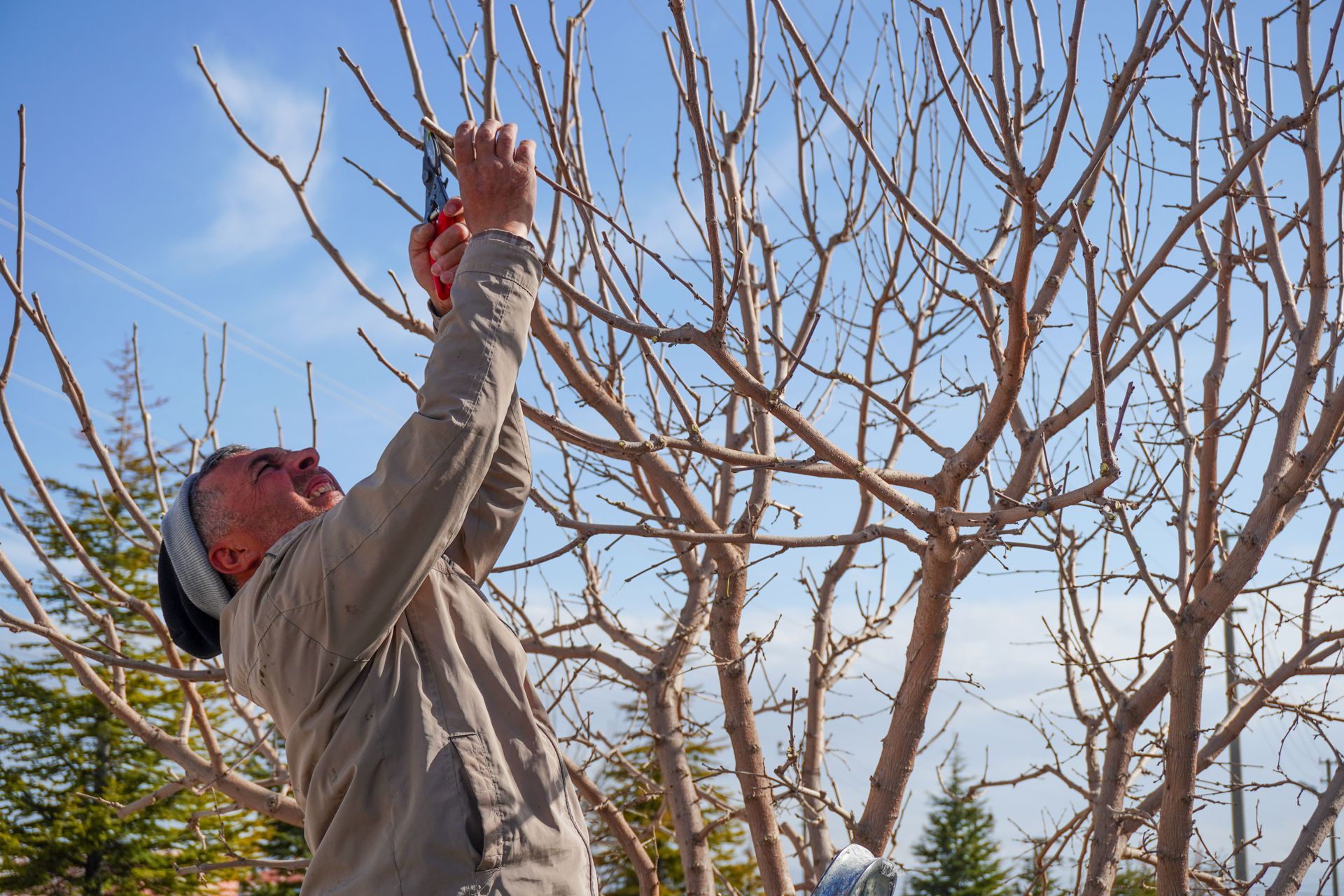 Person pruning bare tree branches outdoors with red-handled shears on a sunny day