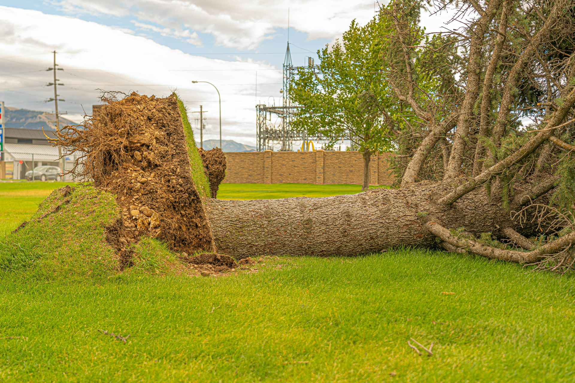 Tree fell over in seattle