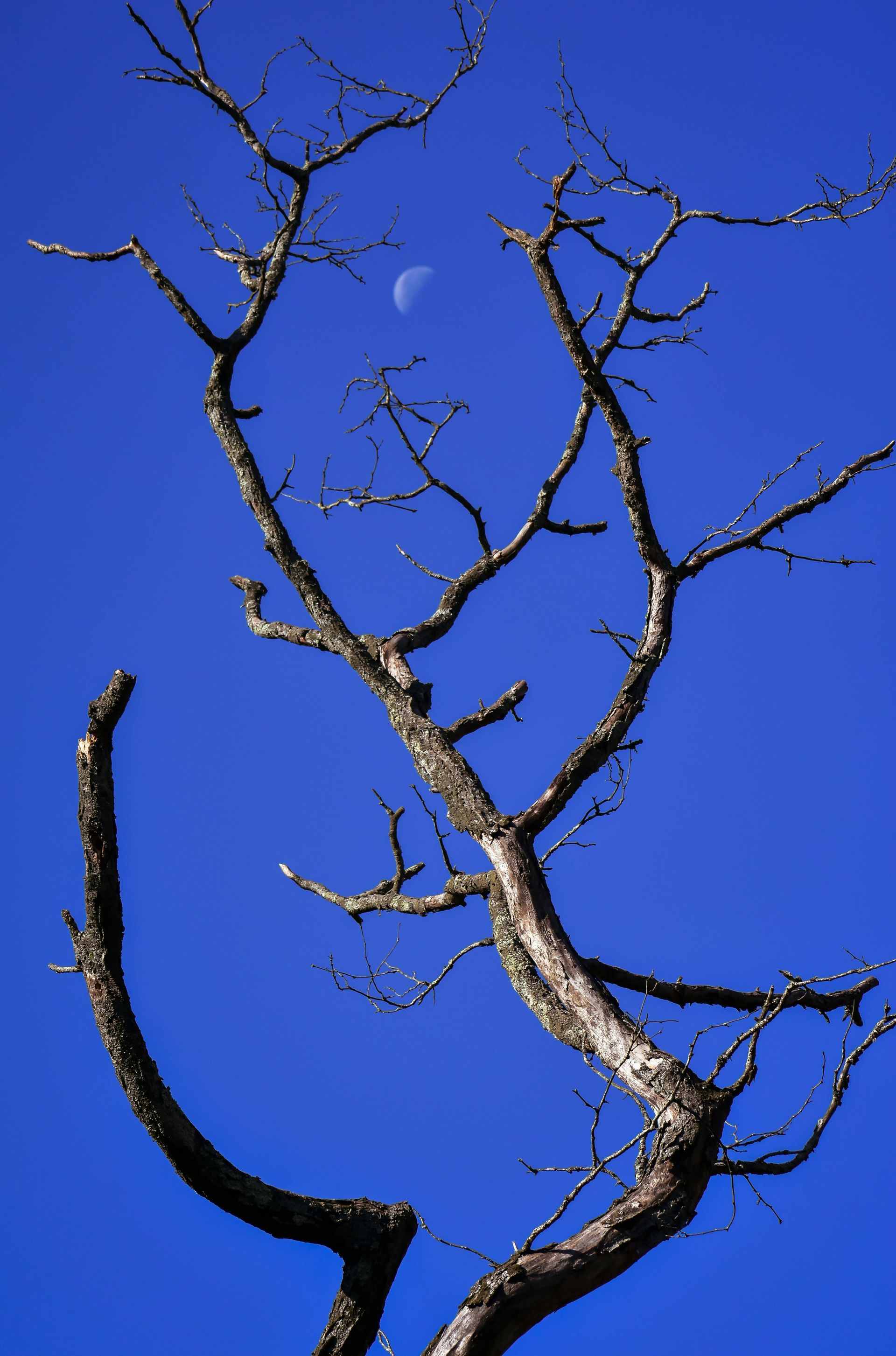 Bare tree branches silhouetted against a clear blue sky