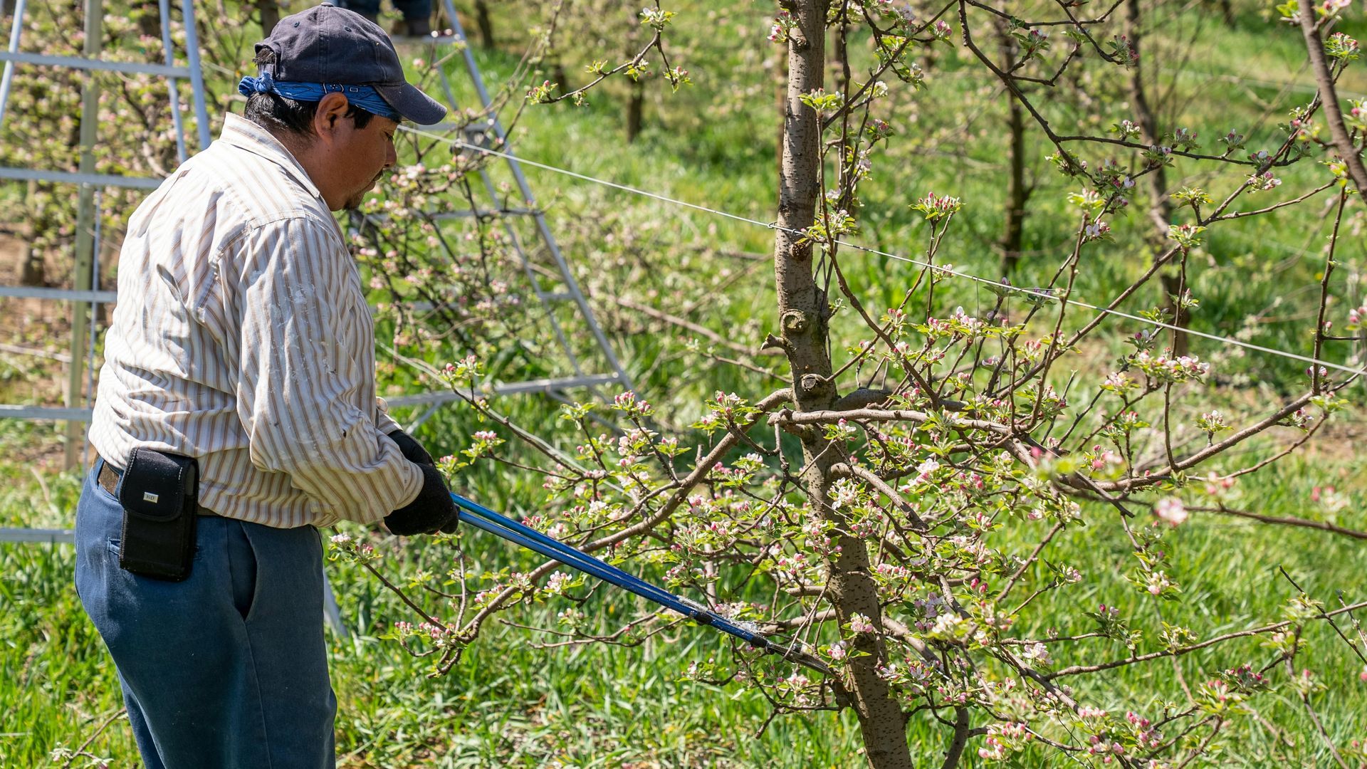fruit tree orchard pruning