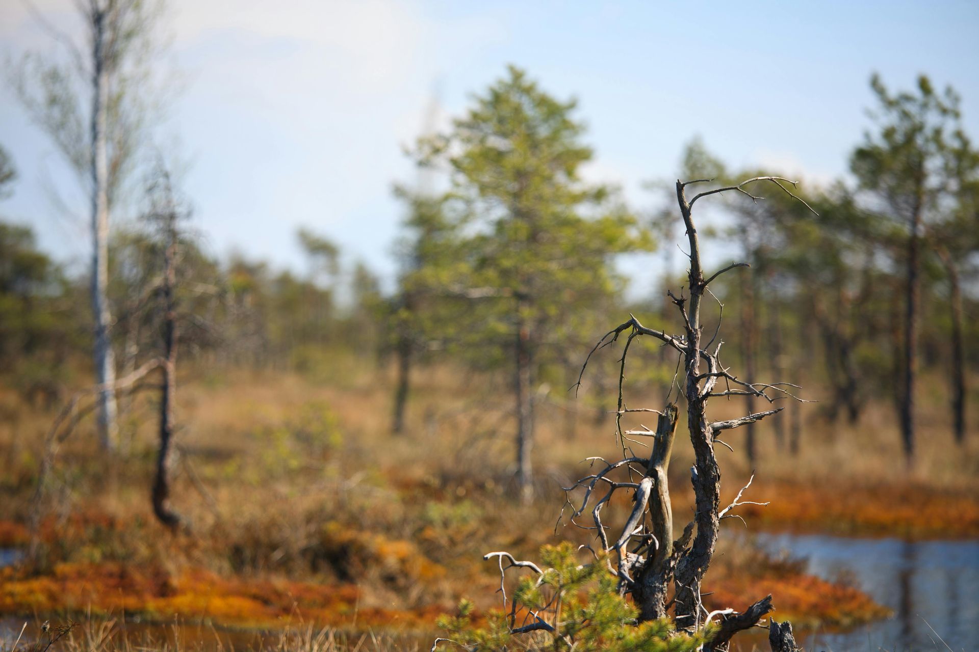 Swampy environment