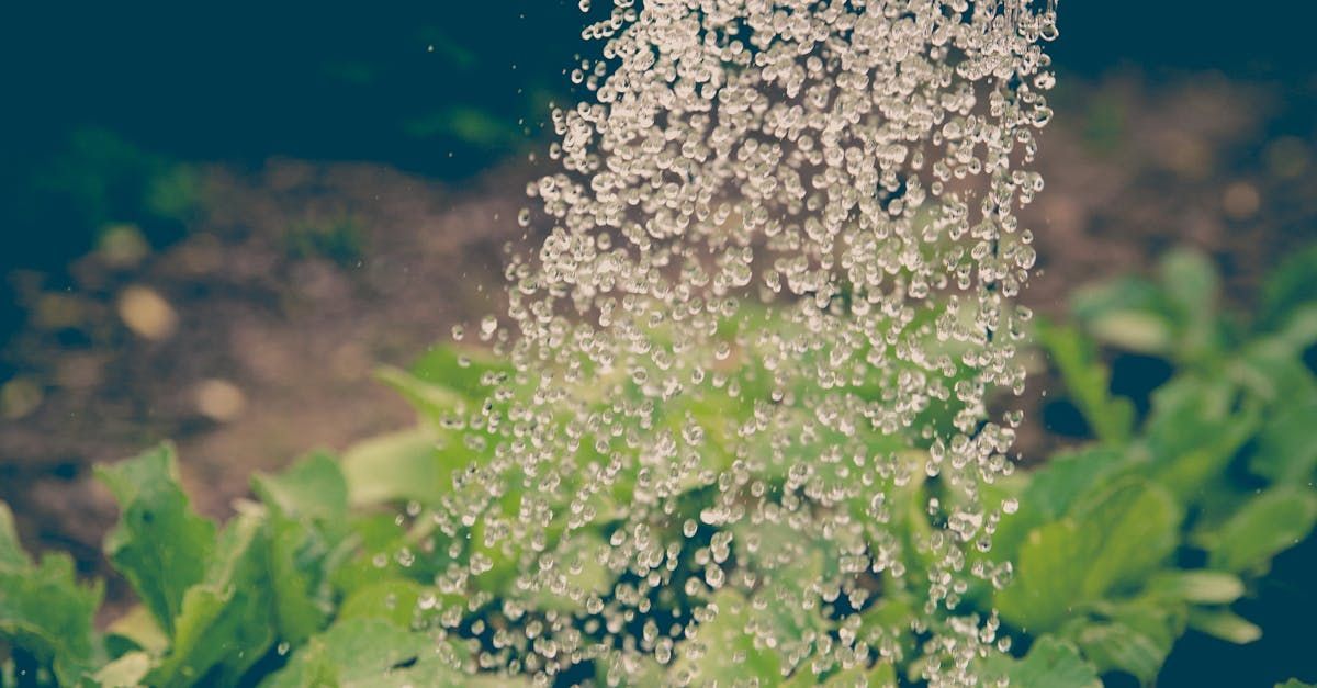 trees need water?