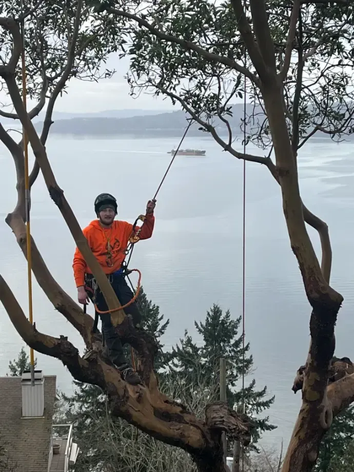 AJ Flanigan — Field Operations & Estimating Arborist AJ Flanagan arborist performing tree work and field operations Seattle