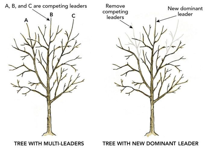 Pruning young trees for structure graphic