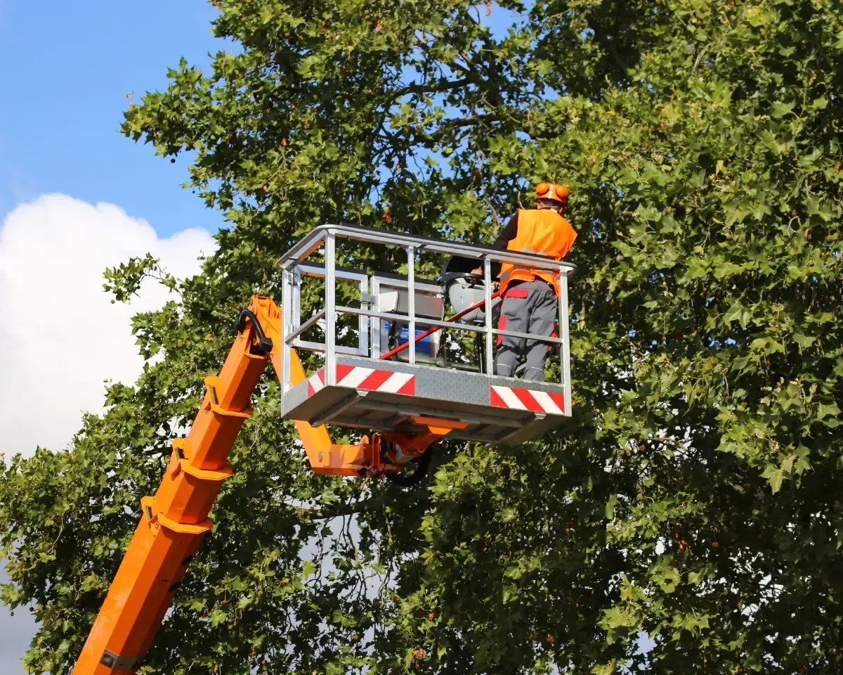a man is cutting a tree with a crane .