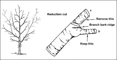 Reduction cut pruning diagram showing proper branch removal at a lateral branch while preserving the branch bark ridge and branch collar
