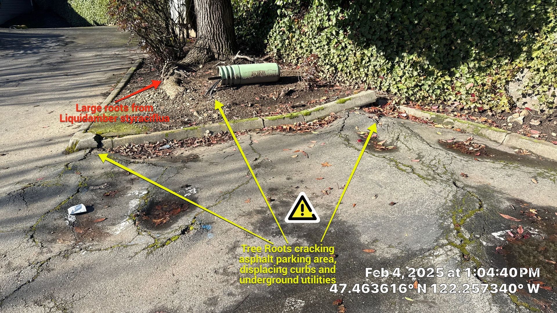 Cracked sidewalk near a tree and curb, with yellow measurement lines and a caution sign over debris.