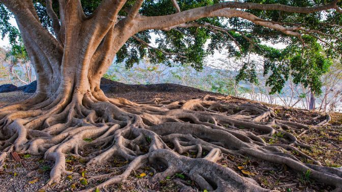 A tree with a lot of roots is sitting on top of a hill.