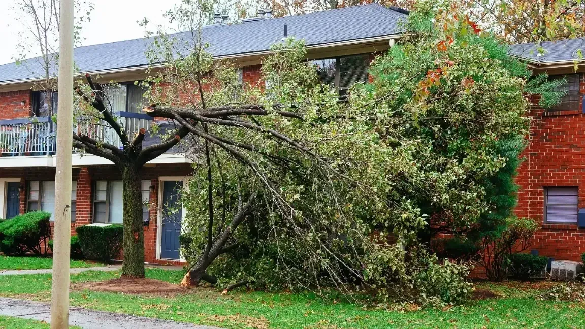 tree limbs broken on apartment property, trim trees on rental property to keep tenants safe in seattle wa, sound tree care