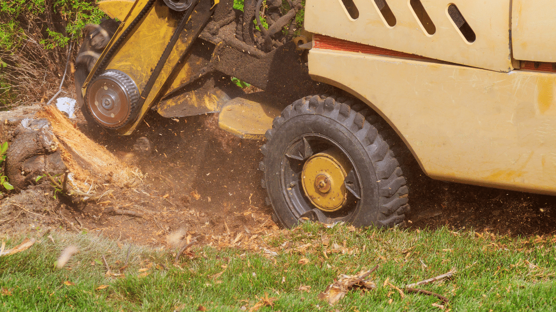 Seattle stump grinding service removing a tree stump