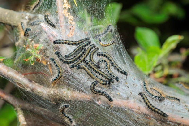 Western Tent Caterpillar nest and feeding damage on tree leaves