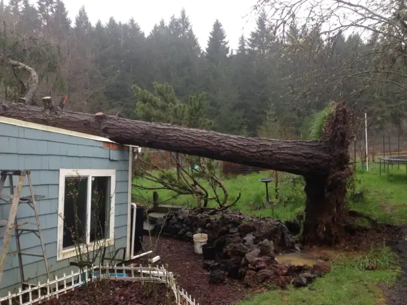 a large tree has fallen on top of a house