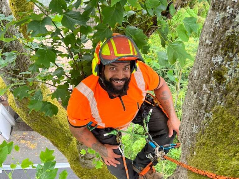 arborist tree inspection at Mercer Island