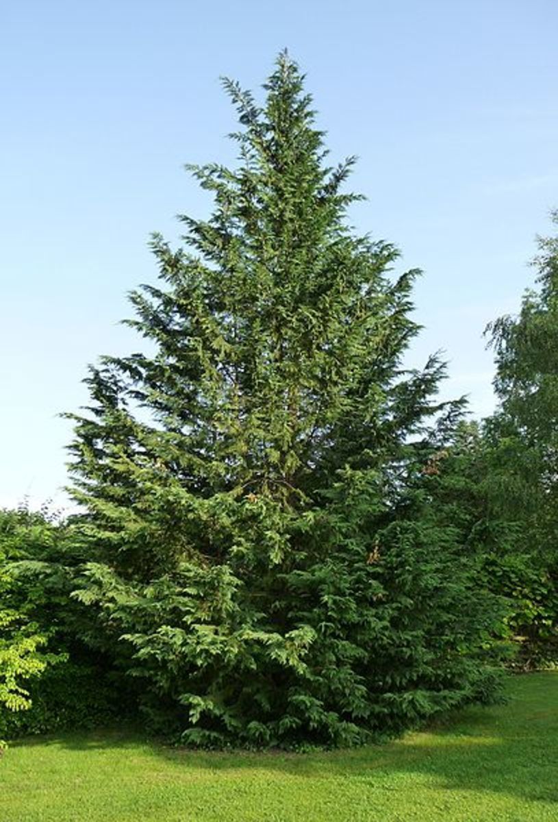 Leyland cypress hedge used for privacy screening