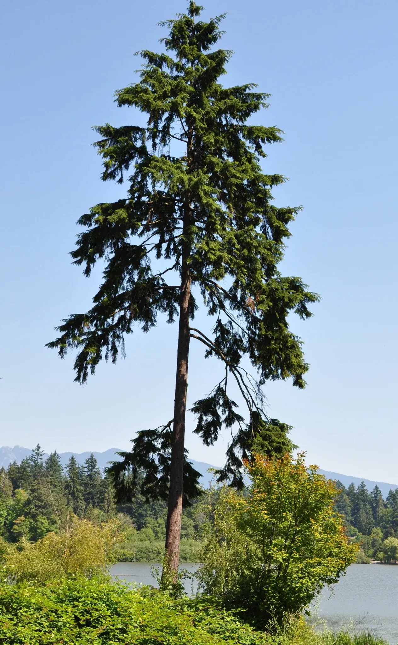 Western hemlock tree growing in a shaded Seattle landscape