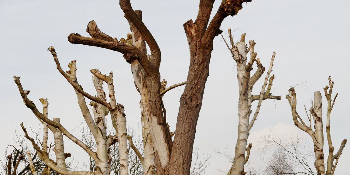 over-pruning trees, tree topping, how over-pruning kills seattle trees, sound tree care